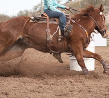 EQUITATION